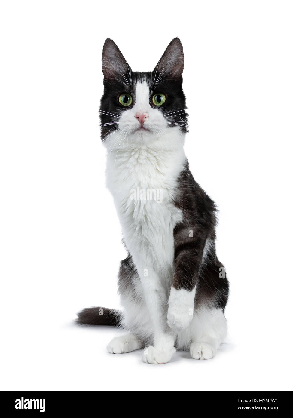 Drole De Fumee Noire Avec Chat Angora Turc Blanc Assis Sur Fond Blanc Avec Une Patte Legerement Levee De Terrain Photo Stock Alamy