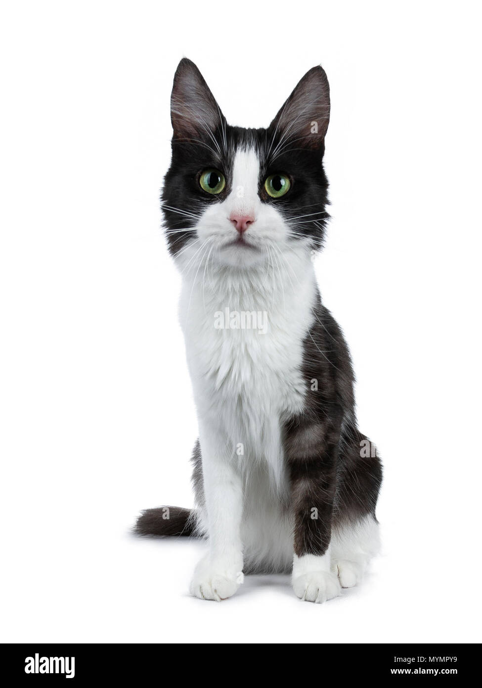 Drole De Fumee Noire Avec Chat Angora Turc Blanc Assis Isole Sur Blanc Et A Directement A Lens Photo Stock Alamy