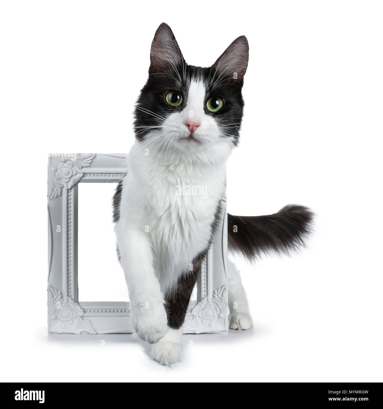 Drôle de fumée noire avec chat Angora Turc blanc marche à travers un cadre photo Blanc isolé sur fond blanc Banque D'Images