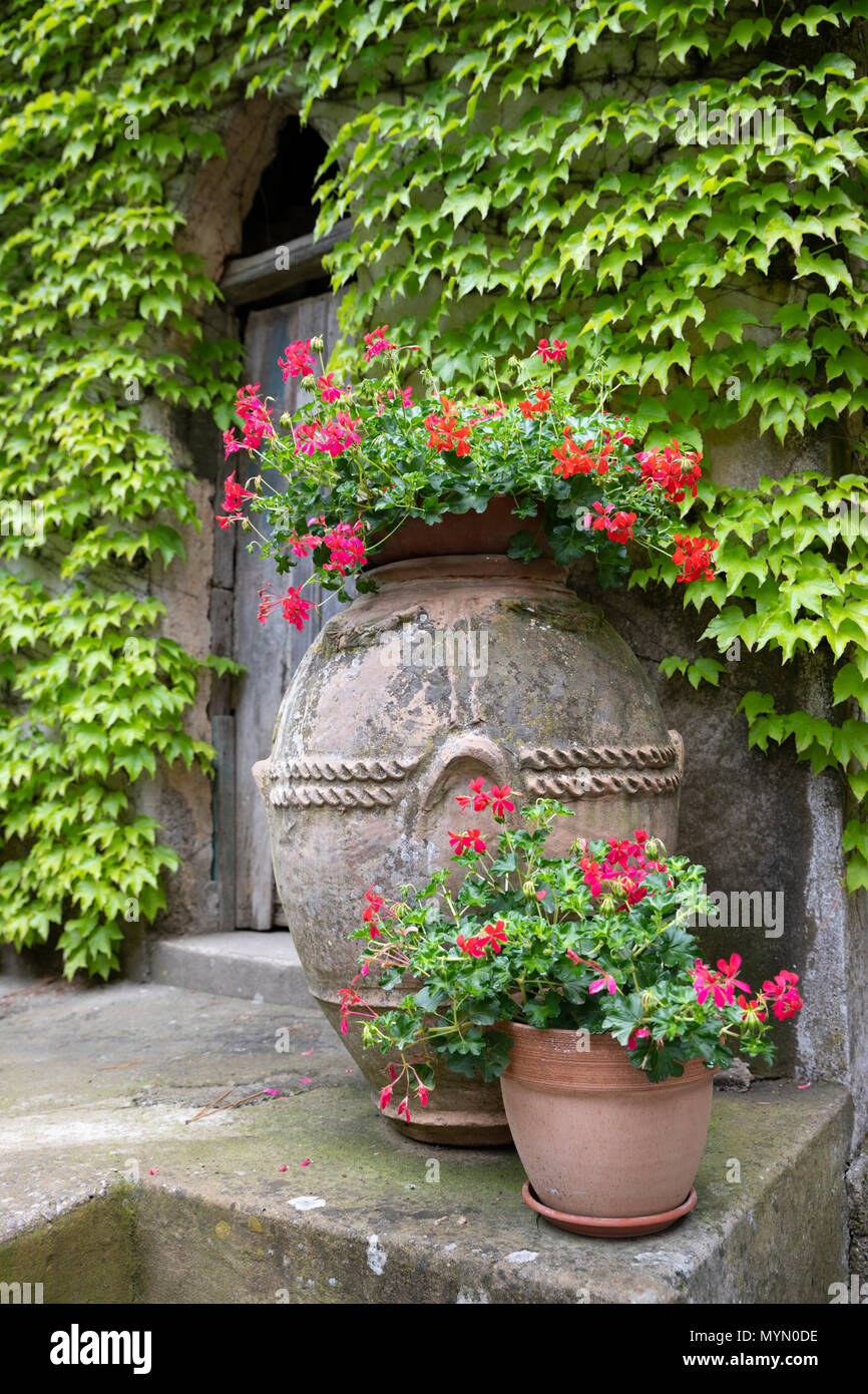 Dans des pots en terre cuite géraniums rouges et vert vigne vierge sur le mur derrière, la Villa Cimbrone, Ravello, Côte Amalfitaine, Campanie, Italie, Europe Banque D'Images