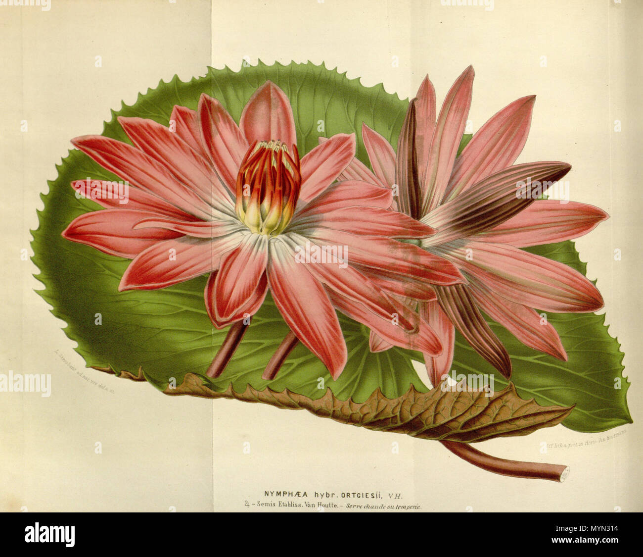 . Le nymphæa ortgiesiana × . 1852-53.. Planchon 393 Nymphæa ortgiesiana Fl. des serres, 8. 68. 1852-53 Banque D'Images