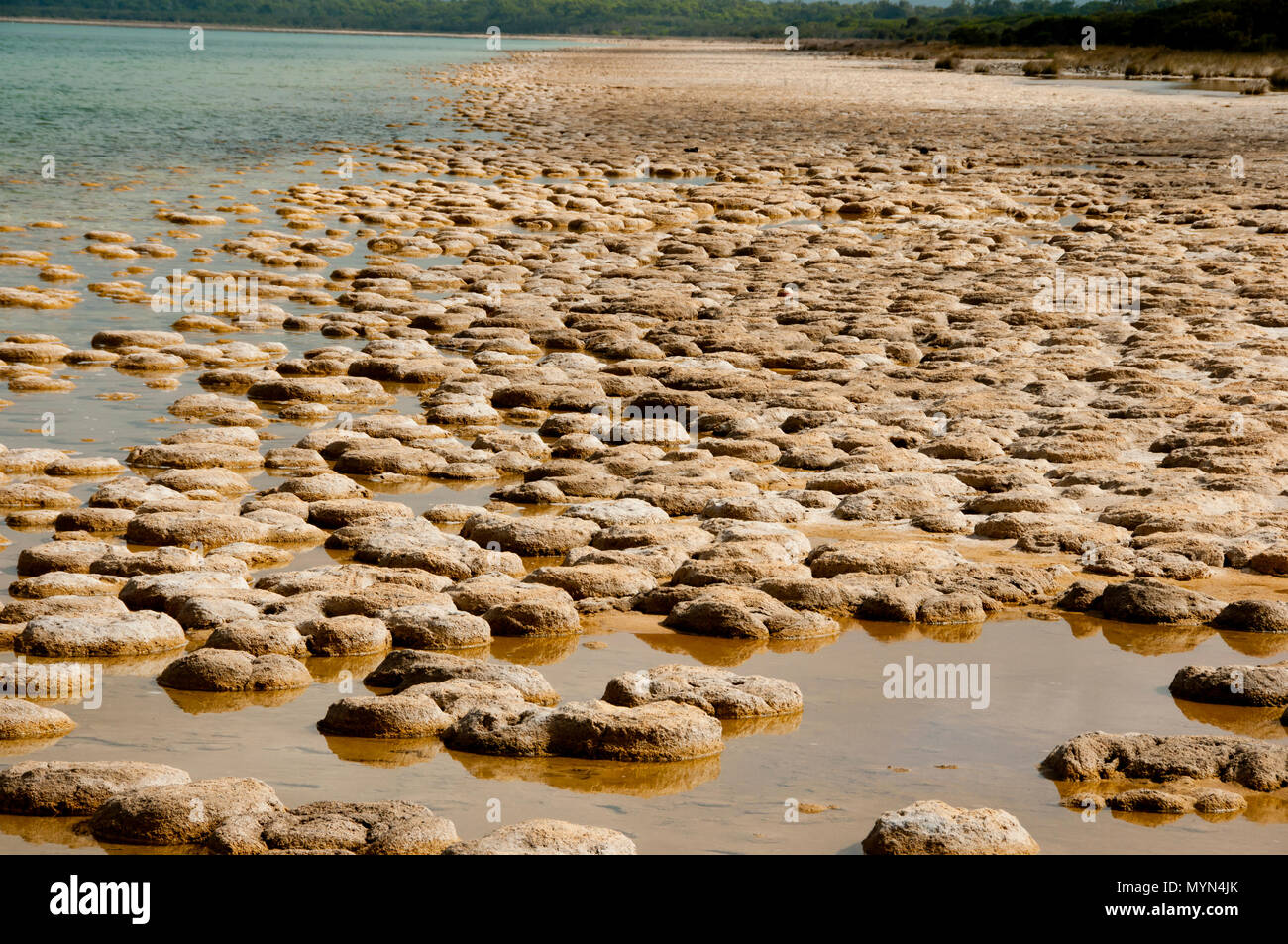 Lake Clifton Thrombolites - Ouest de l'Australie Banque D'Images