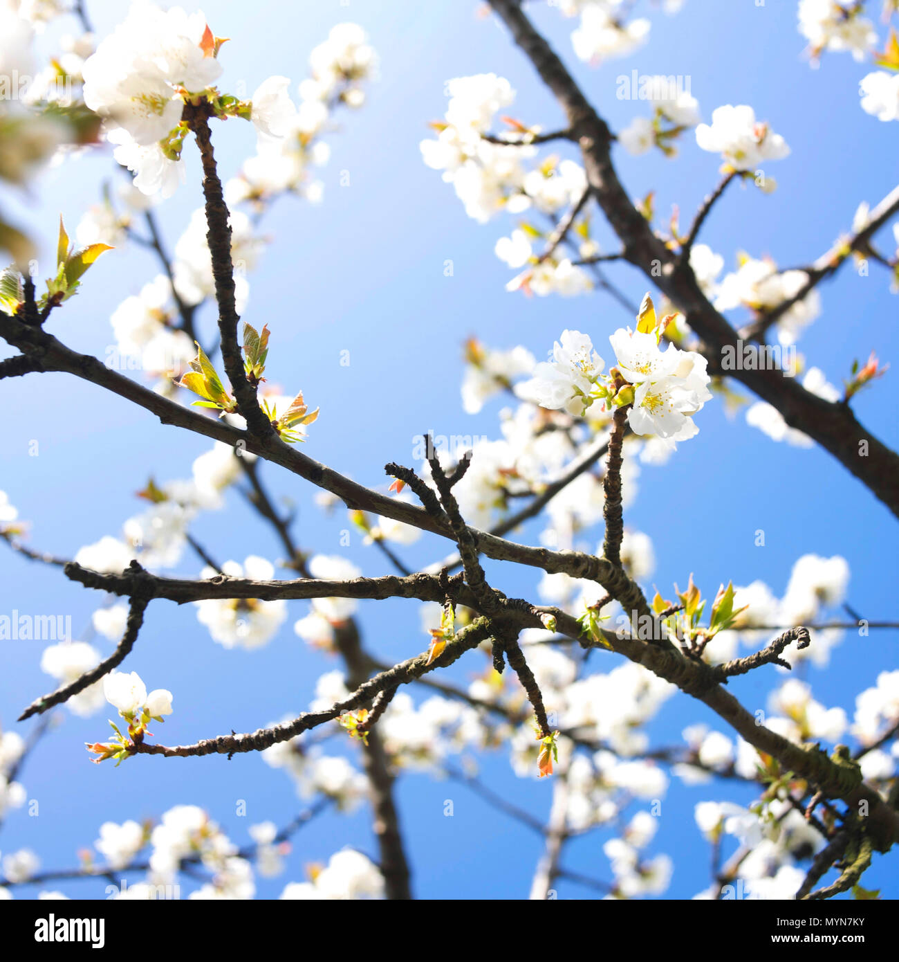 Pommier en fleurs au printemps, Puy de Dome, Auvergne-Rhône-Alpes, France Banque D'Images