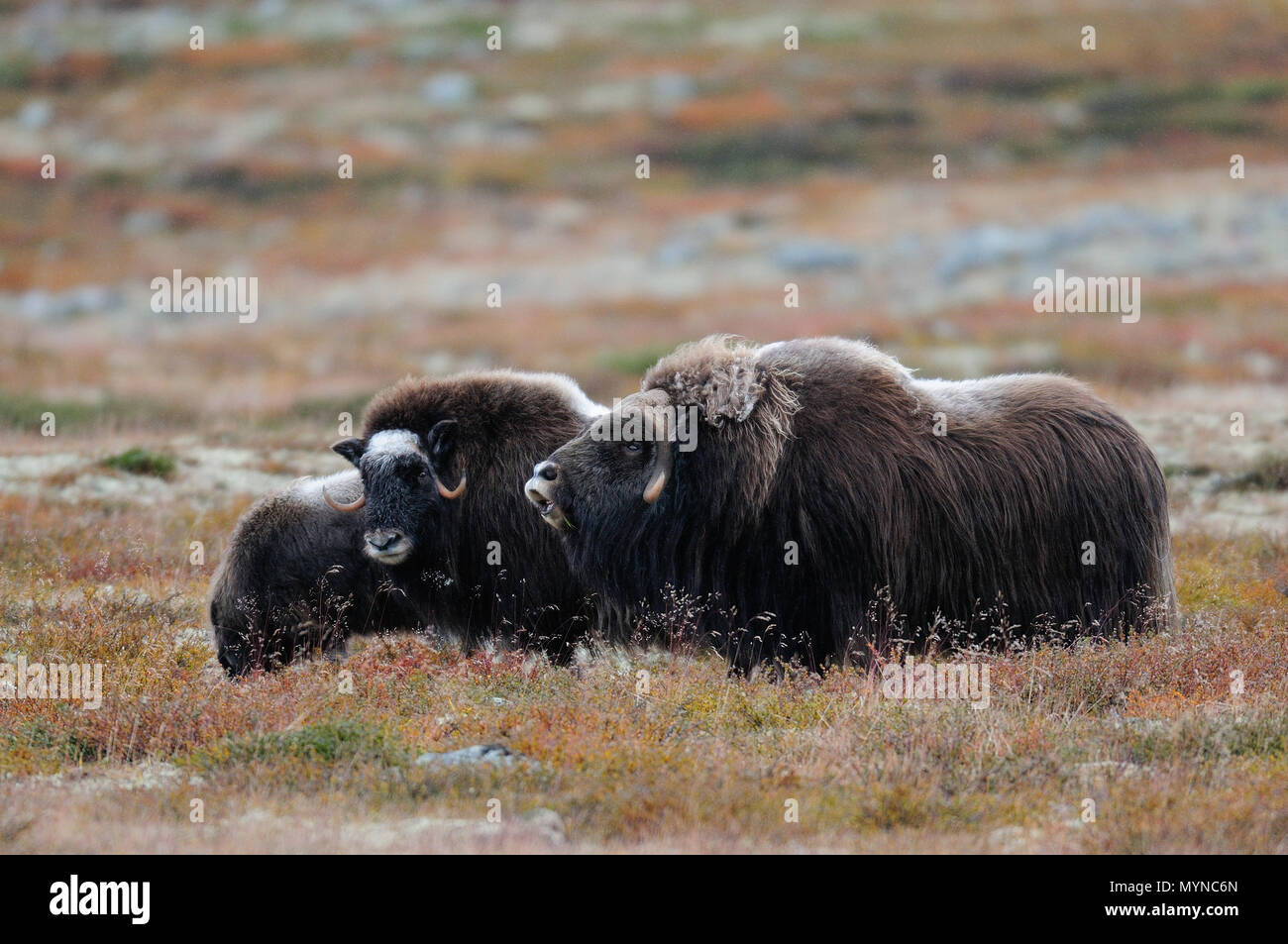 Troupeau de boeufs musqués dans un paysage d'automne, dovrefjell, Norvège, (Ovibos moschatus) Banque D'Images