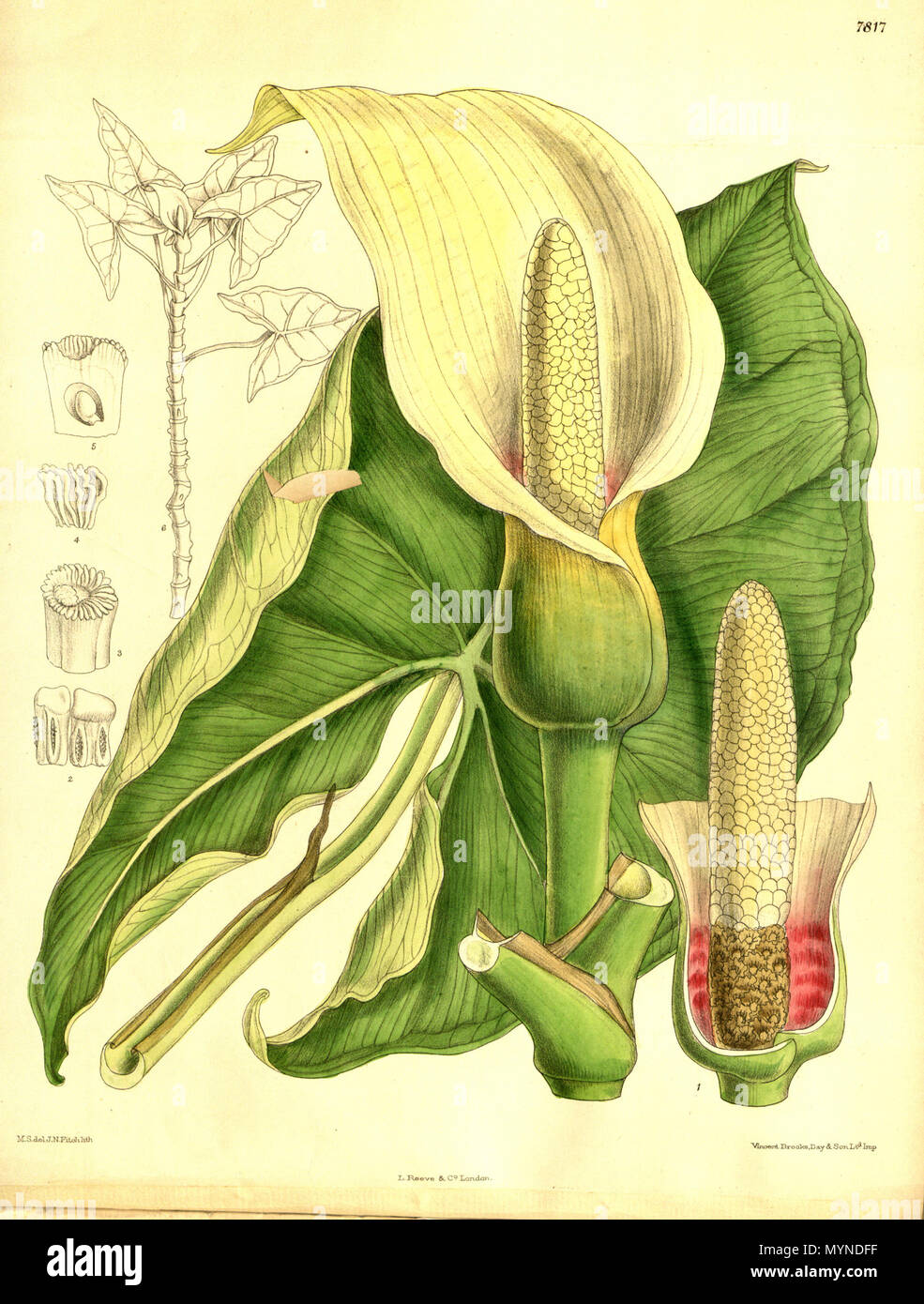 . Illustration de Montrichardia arborescens . 1902. M. S. del. (  = Matilda Smith, 1854-1926), J. N. Fitch lith. (  = John Nugent Fitch, 1840-1927) 369 Montrichardia arborescens - Curtis c. 128 Ser.3 no.58 pl Banque D'Images
