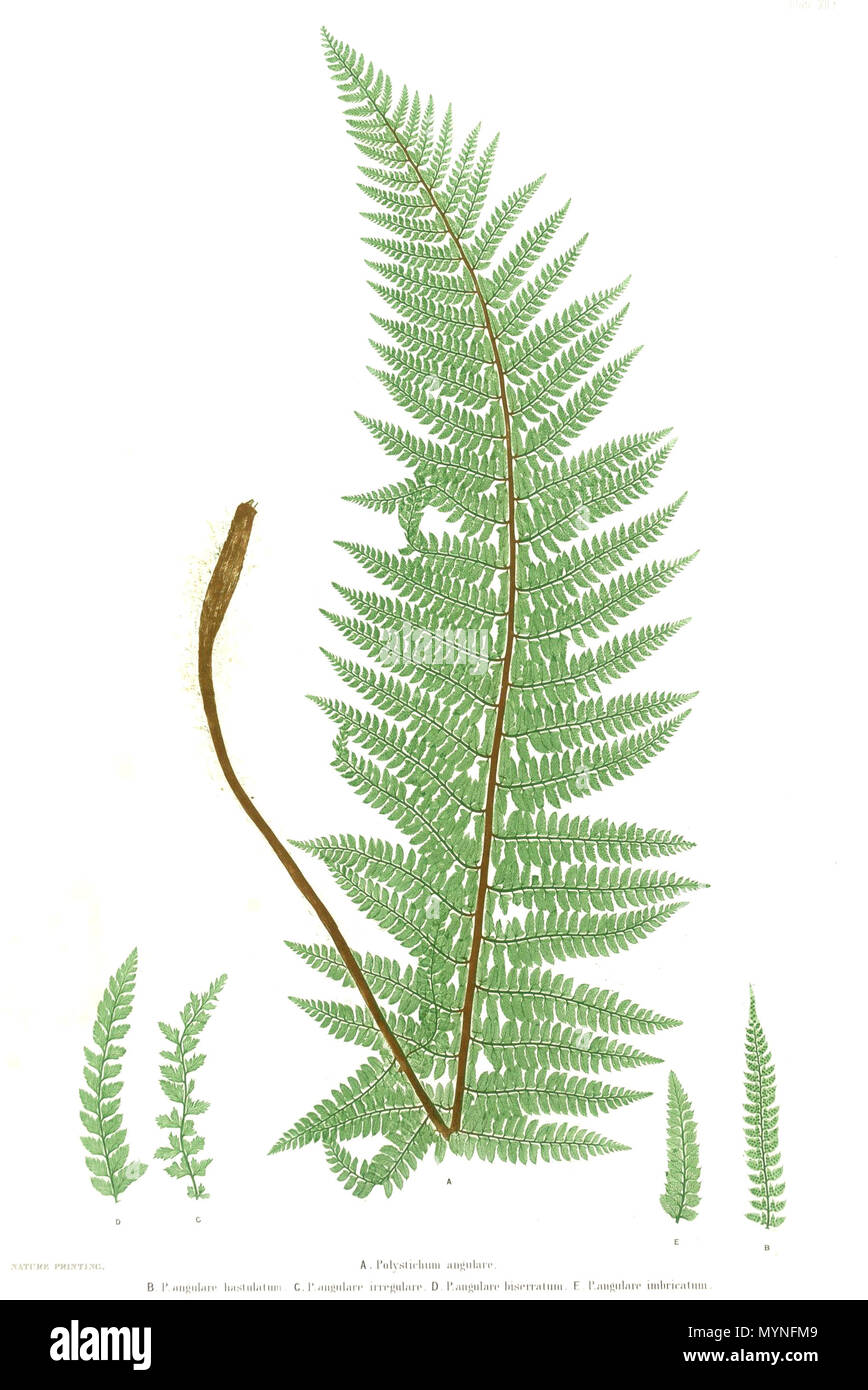. Planche 12 de la Ferns de Grande-Bretagne et l'Irlande (Thomas Moore) . 1857. par Thomas Moore ; édité par John Lindley ; nature-imprimé par Henry Bradbury. 429 Polystichum setiferum Moore11 Banque D'Images