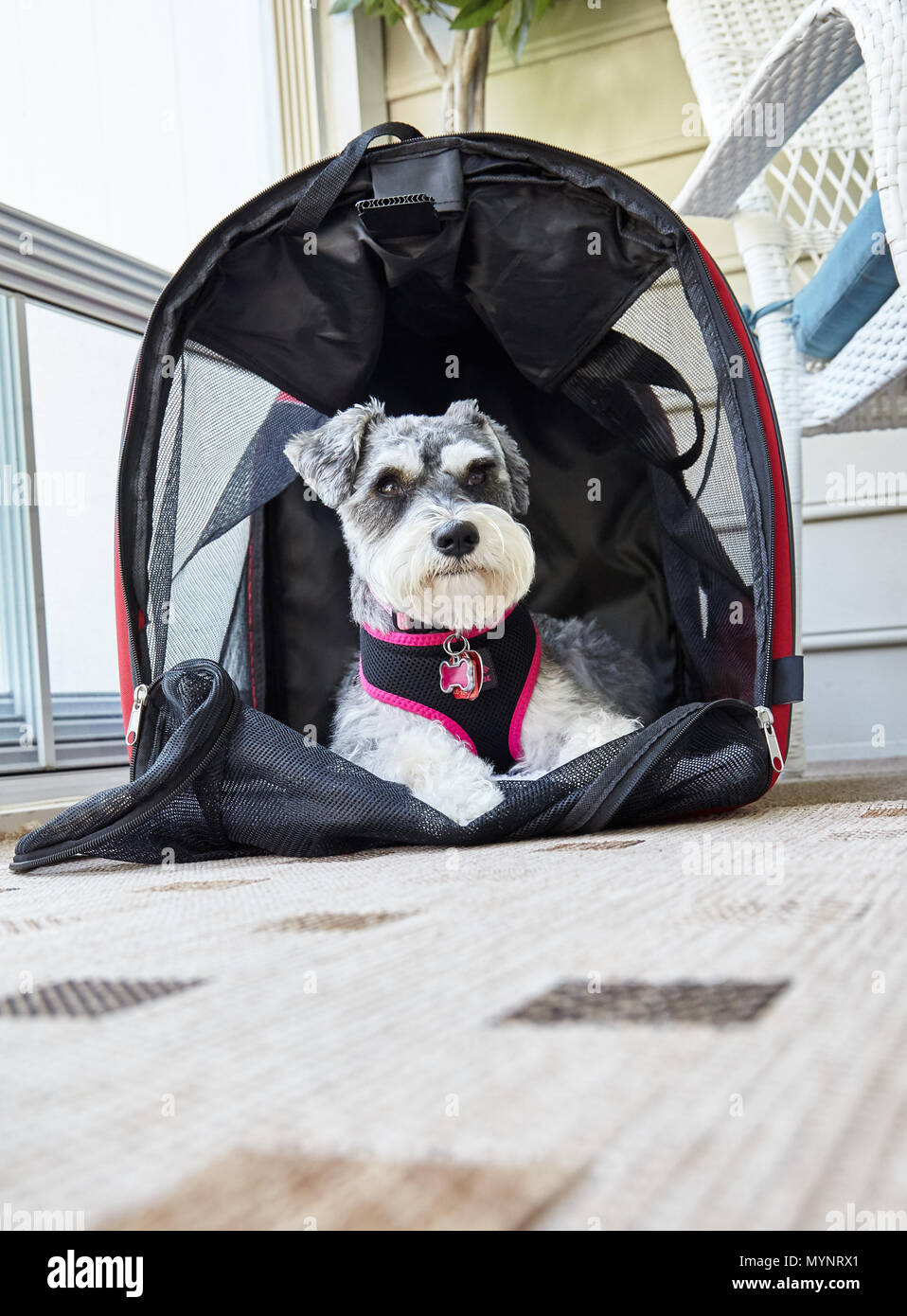 Chien Schnauzer nain en levrette bed Banque D'Images