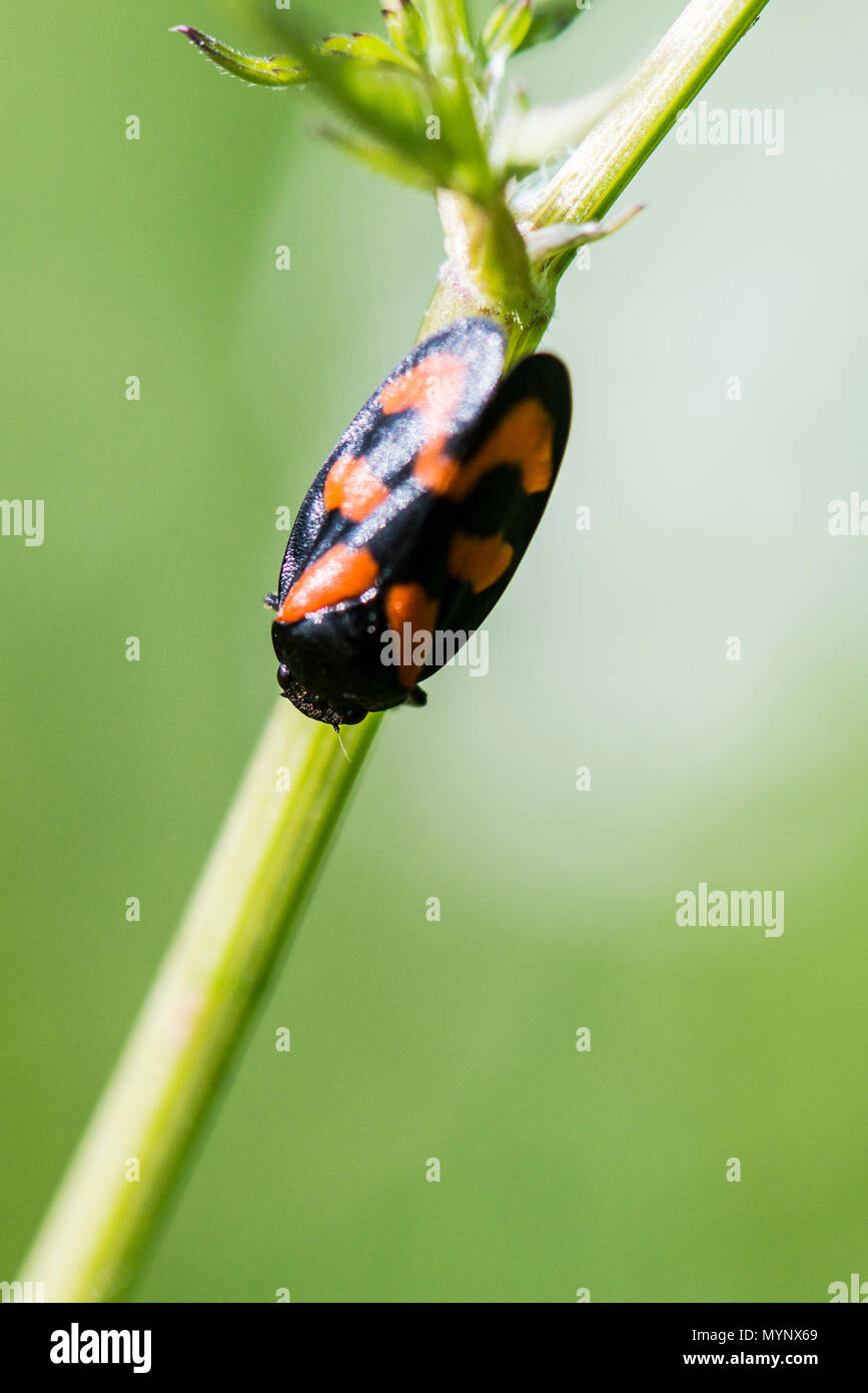 Un noir et rouge (froghopper Cercopis vulnerata) sur une tige de la plante Banque D'Images