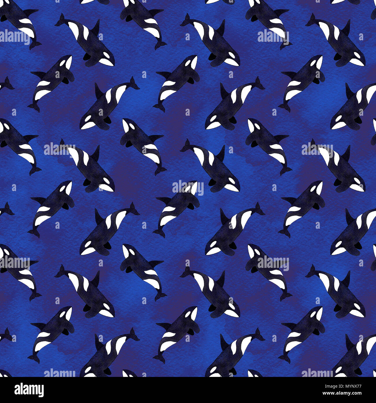 Épaulard ou orque seamless pattern, avec fond d'animal dessiné à la main - Orcinus orca sur le bleu profond de l'arrière-plan lavé. Aquarelle dessin réel. Banque D'Images