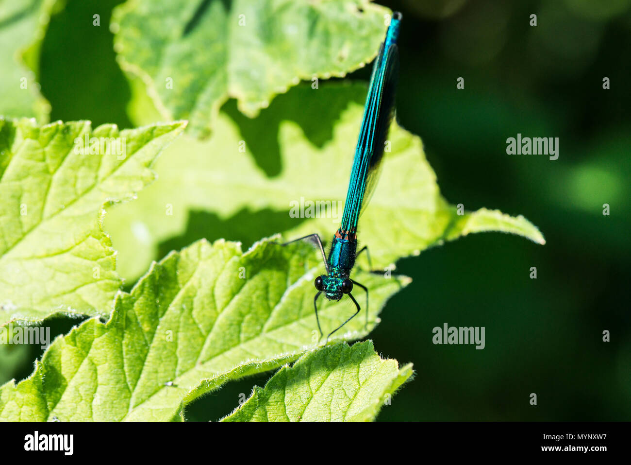Un mâle bagué demoiselle demoiselle (Calopteryx splendens) assis sur une feuille Banque D'Images