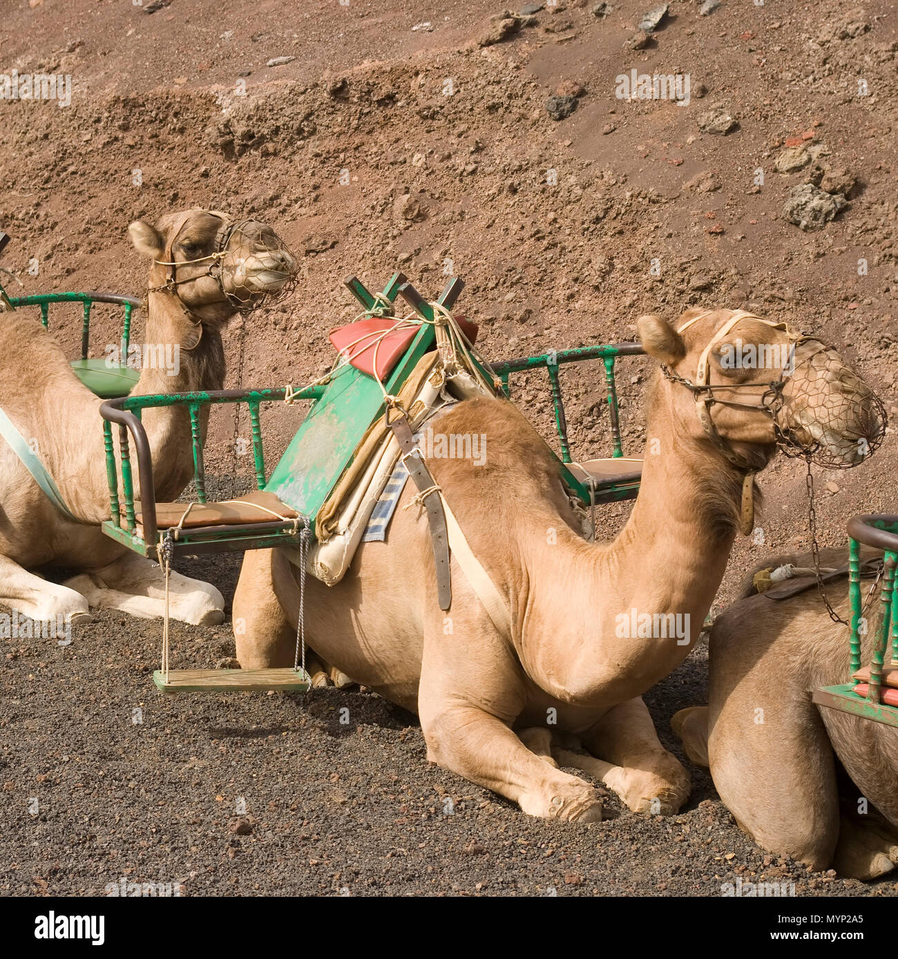 Rangée de chameaux attendent les touristes à l'île de Lanzarote, Espagne Banque D'Images