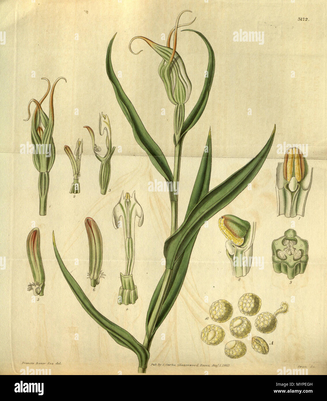 . Illustration de Pterostylis banksii . 1832. Francis Bauer Esq. (1758-1840) del., Swan sc. 440 Pterostylis banksii - Curtis' 59 (N.-É.) 6) pl. 3172 (1832) Banque D'Images