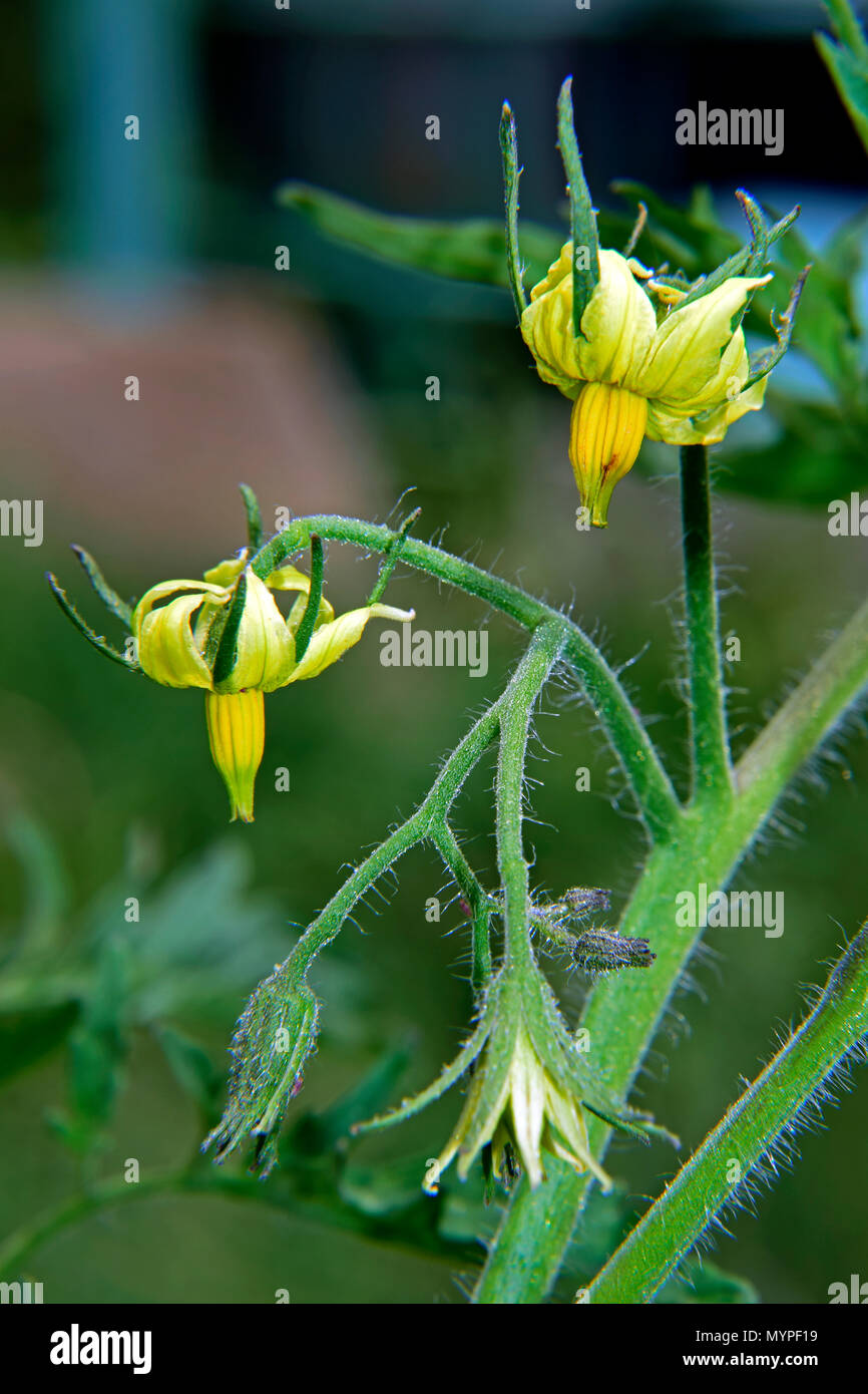 Une grappe de fleurs de tomates jaunes, gros plan sur l'arrière-plan flou. Banque D'Images