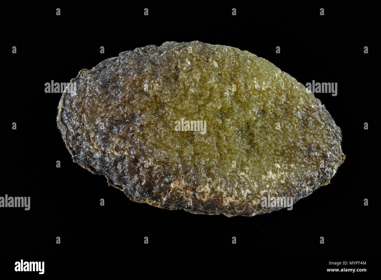 Phlox paniculata, hémérocalle, Stauden-Phlox, semences, Close up, la taille de la semence 4-5 mm Banque D'Images