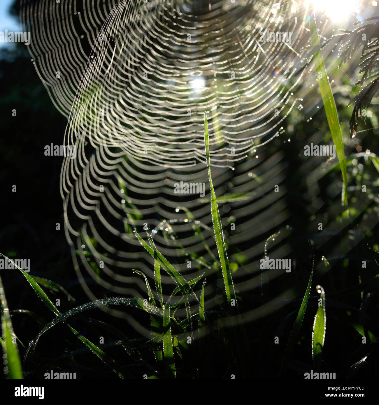Toile d'araignée dans la nature Banque D'Images