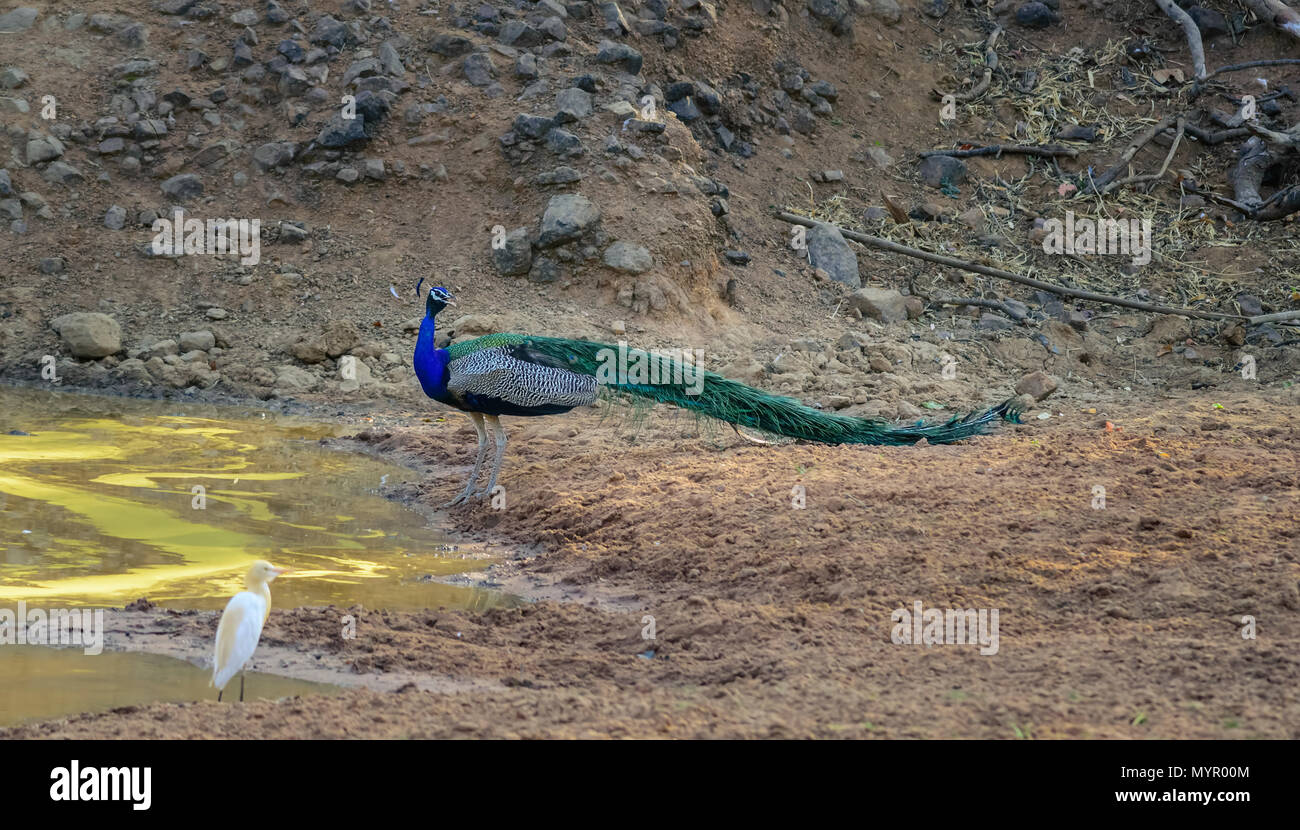 Pavo cristatus, paons indiens, de l'eau potable à partir d'un trou d'eau. C'est l'oiseau national de l'Inde. Banque D'Images