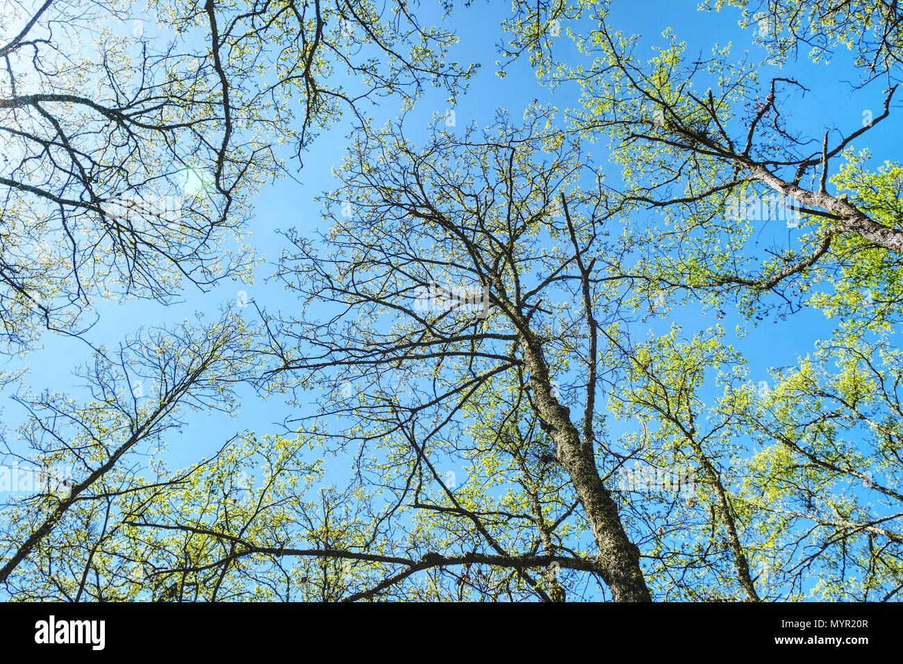 Printemps dans la toscane. Retis Gebäudemanagement frissen vágott kalódás gyertyán une einem Baum im Frühling bei strahlendem Sonnenschein Banque D'Images