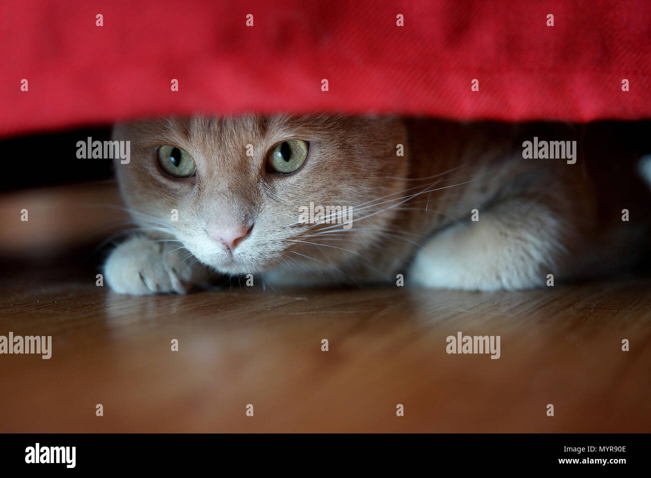 Montréal, Canada, 25 Mai,2018. Chat tigré se cachant sous présidence rouge. Credit:Mario Beauregard/Alamy Live News Banque D'Images