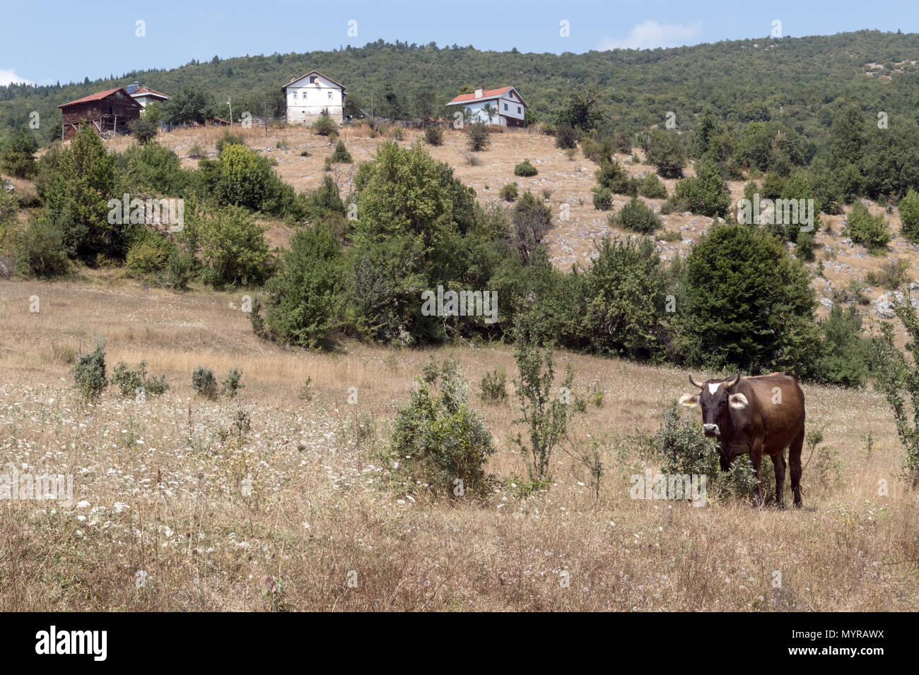 Un village rural paisible sur une colline, une vache debout dans un champ herbeux. L'herbe sèche et les arbres éparpillés donnent un sentiment d'une campagne ensoleillée tranquille. Banque D'Images