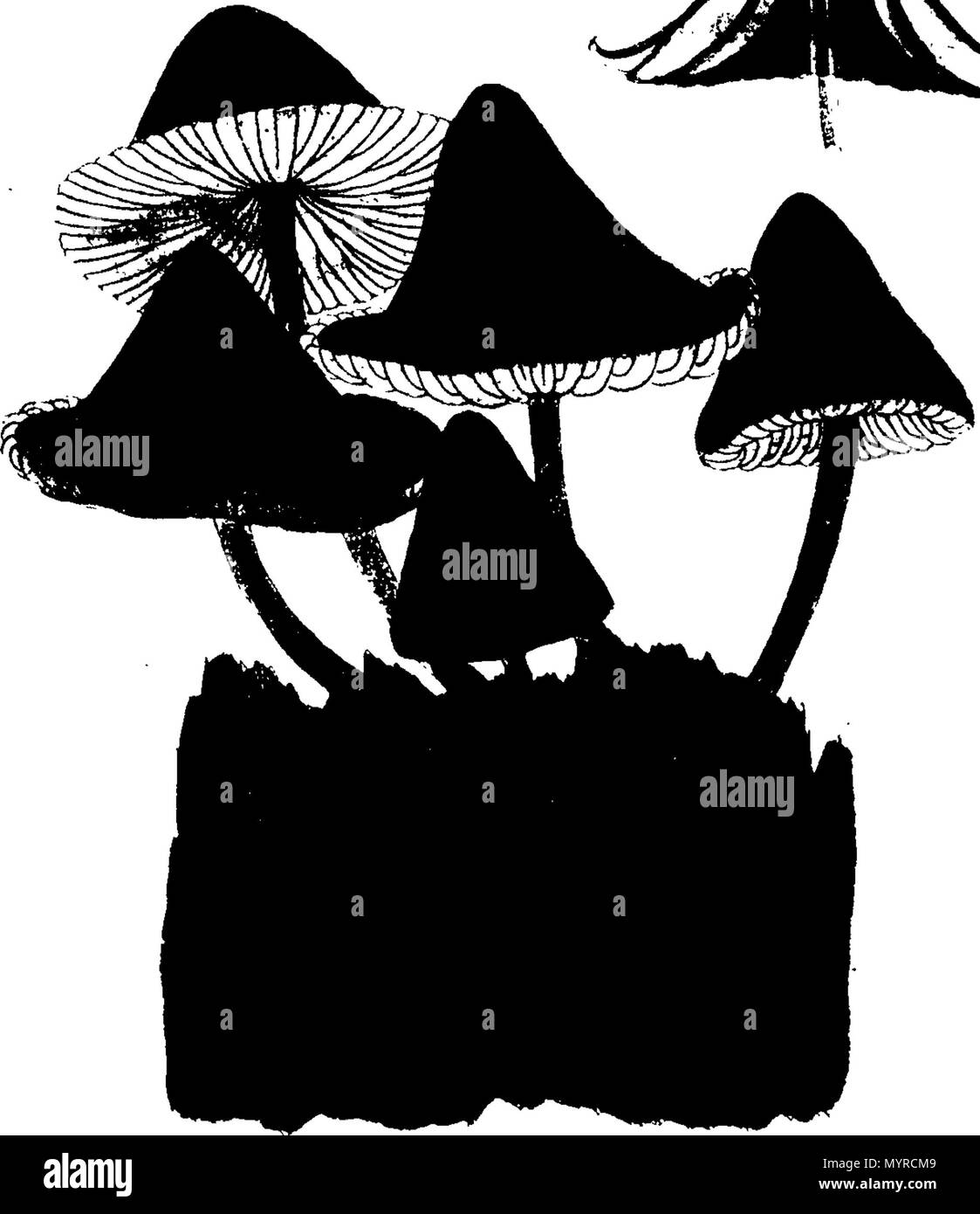 . Anglais : Fleuron du livre : Une histoire de l'fungusses, de plus en plus de Halifax. ... Où leurs variétés, et diverses apparitions dans les différents stades de croissance, sont fidèlement exposé ... Avec une description de chaque espèce, dans toutes ses étapes, ... Par James Bolton, ... 342 Une histoire de fungusses, de plus en plus de Halifax Fleuron T084360-17 Banque D'Images