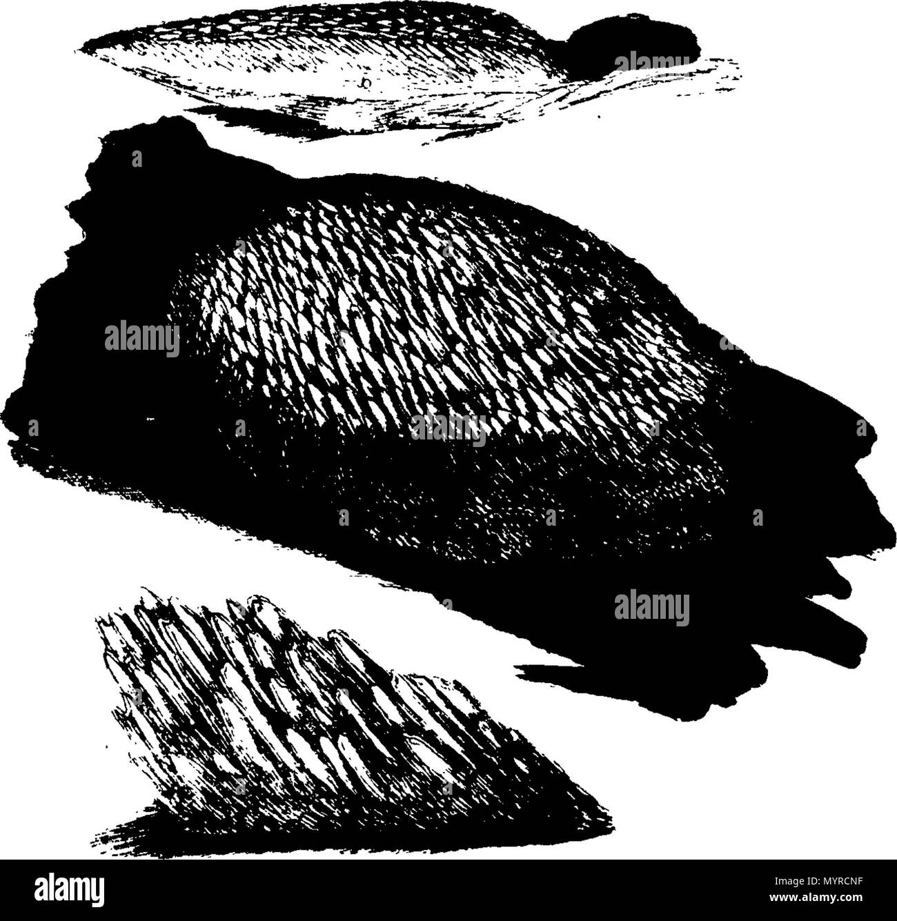 . Anglais : Fleuron du livre : Une histoire de l'fungusses, de plus en plus de Halifax. ... Où leurs variétés, et diverses apparitions dans les différents stades de croissance, sont fidèlement exposé ... Avec une description de chaque espèce, dans toutes ses étapes, ... Par James Bolton, ... 342 Une histoire de fungusses, de plus en plus de Halifax Fleuron T084360-44 Banque D'Images