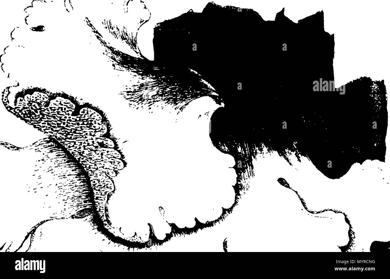 . Anglais : Fleuron du livre : Une histoire de l'fungusses, de plus en plus de Halifax. ... Où leurs variétés, et diverses apparitions dans les différents stades de croissance, sont fidèlement exposé ... Avec une description de chaque espèce, dans toutes ses étapes, ... Par James Bolton, ... 342 Une histoire de fungusses, de plus en plus de Halifax Fleuron T084360-45 Banque D'Images