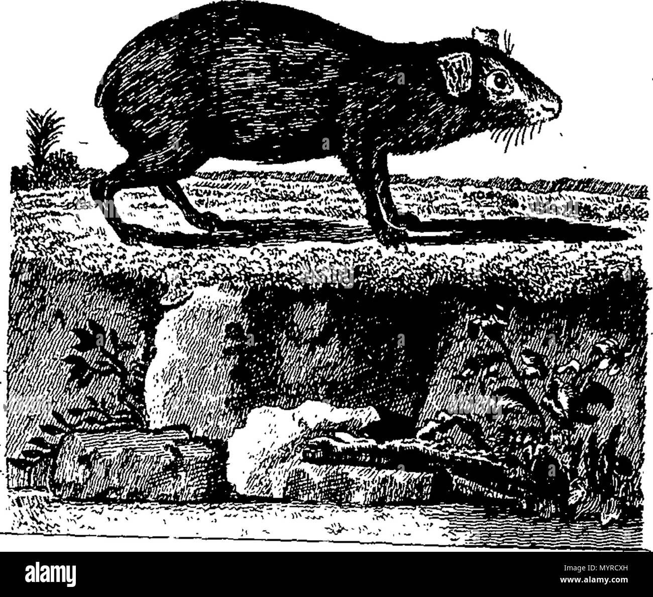 . Anglais : Fleuron du livre : Une histoire de la terre et nature. En huit volumes. Par Oliver Goldsmith. La troisième édition. ... 343 Une histoire de la terre et nature Fleuron N033203-6 Banque D'Images