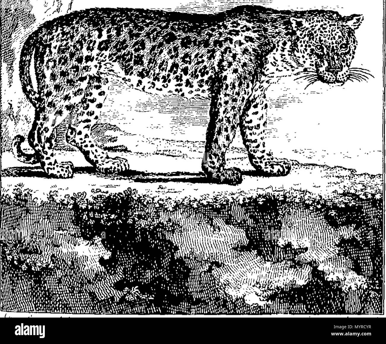 . Anglais : Fleuron du livre : Une histoire de la terre et nature : par Oliver Goldsmith. En huit volumes. ... 343 Une histoire de la terre et nature- par Oliver Goldsmith. En huit volumes. - Fleuron T146096-20 Banque D'Images