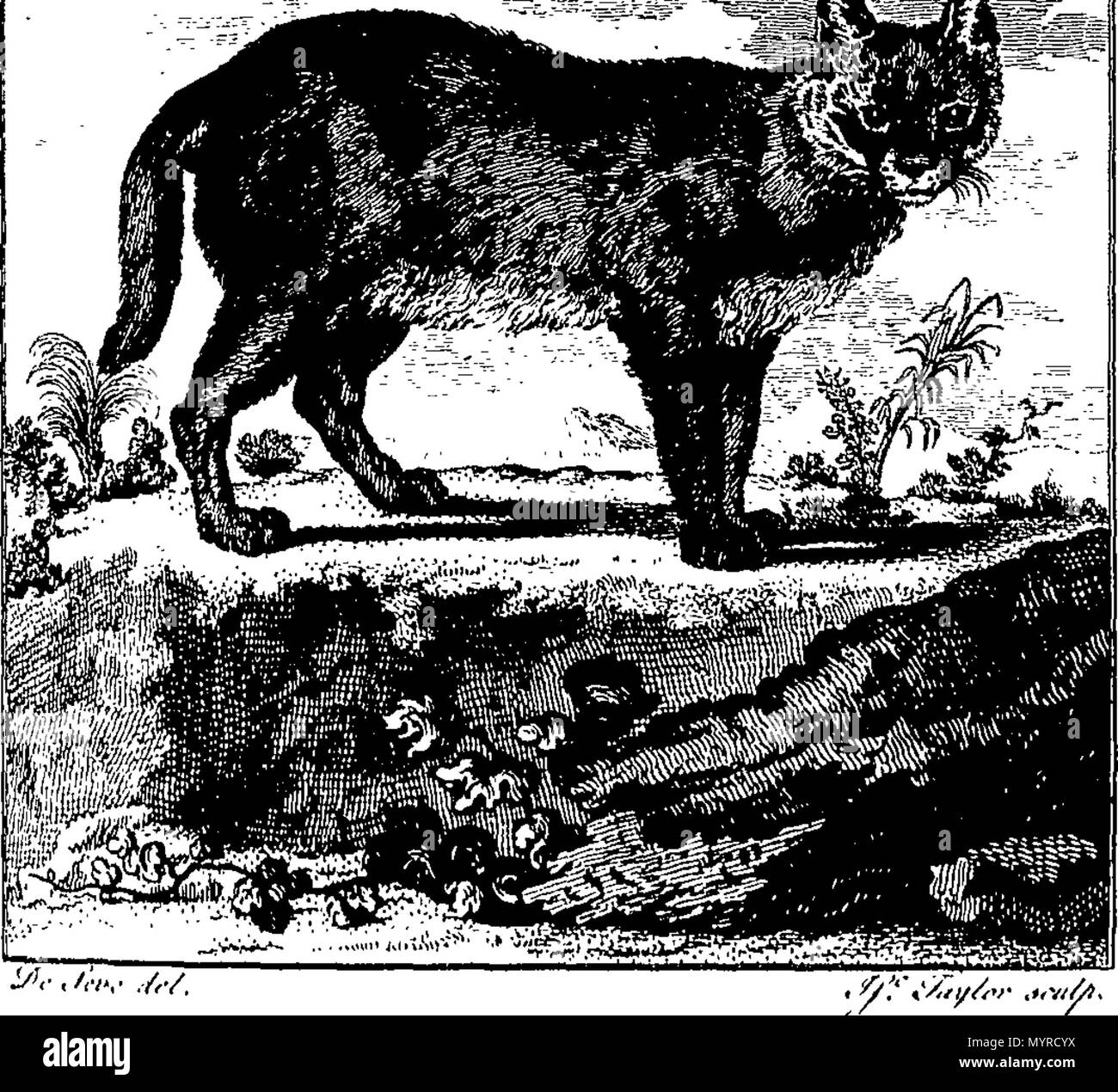 . Anglais : Fleuron du livre : Une histoire de la terre et nature : par Oliver Goldsmith. En huit volumes. ... 343 Une histoire de la terre et nature- par Oliver Goldsmith. En huit volumes. - Fleuron T146096-22 Banque D'Images
