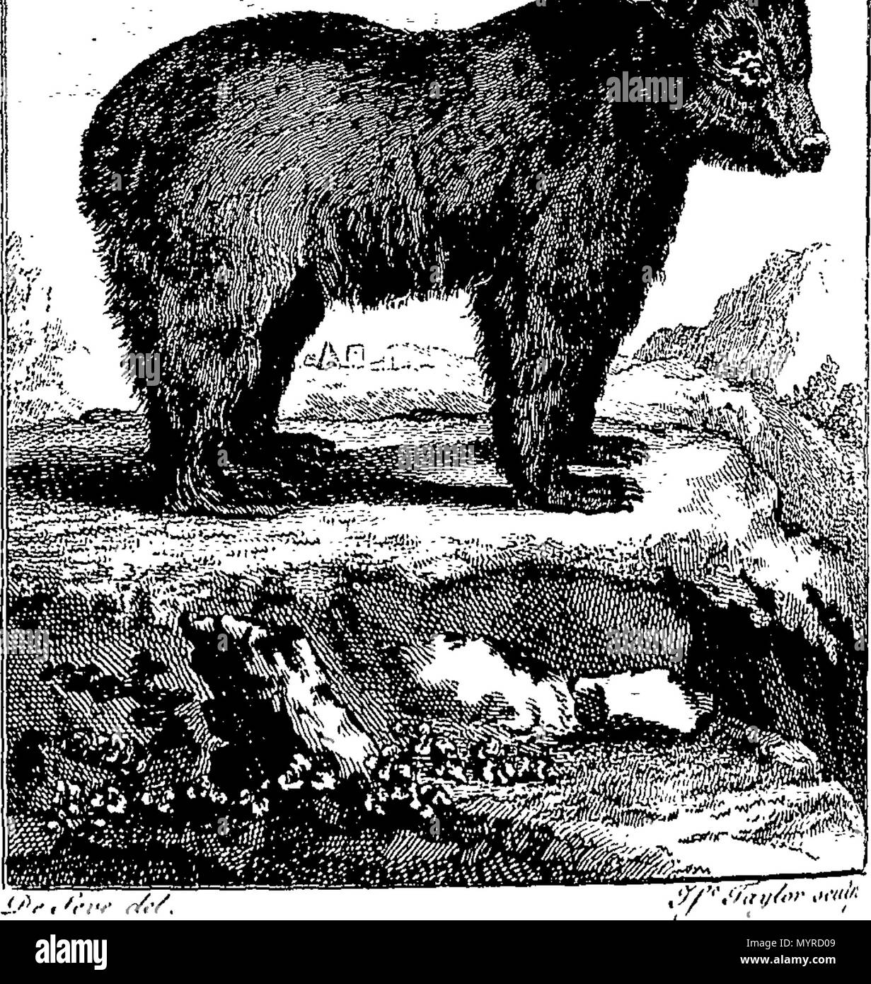 . Anglais : Fleuron du livre : Une histoire de la terre et nature : par Oliver Goldsmith. En huit volumes. ... 343 Une histoire de la terre et nature- par Oliver Goldsmith. En huit volumes. - Fleuron T146096-31 Banque D'Images