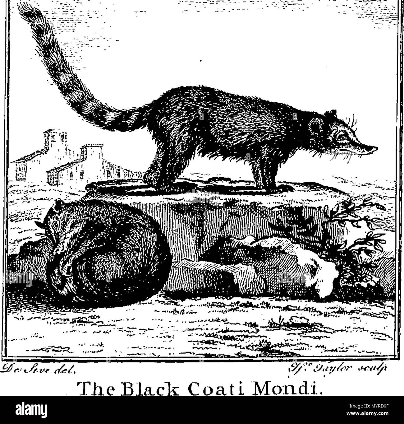 . Anglais : Fleuron du livre : Une histoire de la terre et nature : par Oliver Goldsmith. En huit volumes. ... 343 Une histoire de la terre et nature- par Oliver Goldsmith. En huit volumes. - Fleuron T146096-37 Banque D'Images