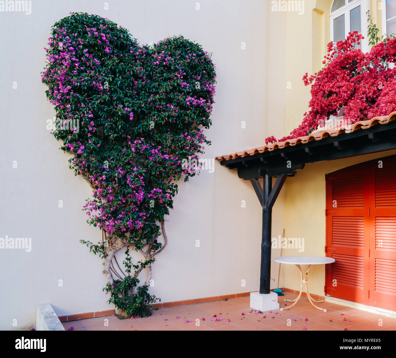 En forme de coeur bougainvilliers violet et vert sur le mur dans une villa au Portugal Banque D'Images