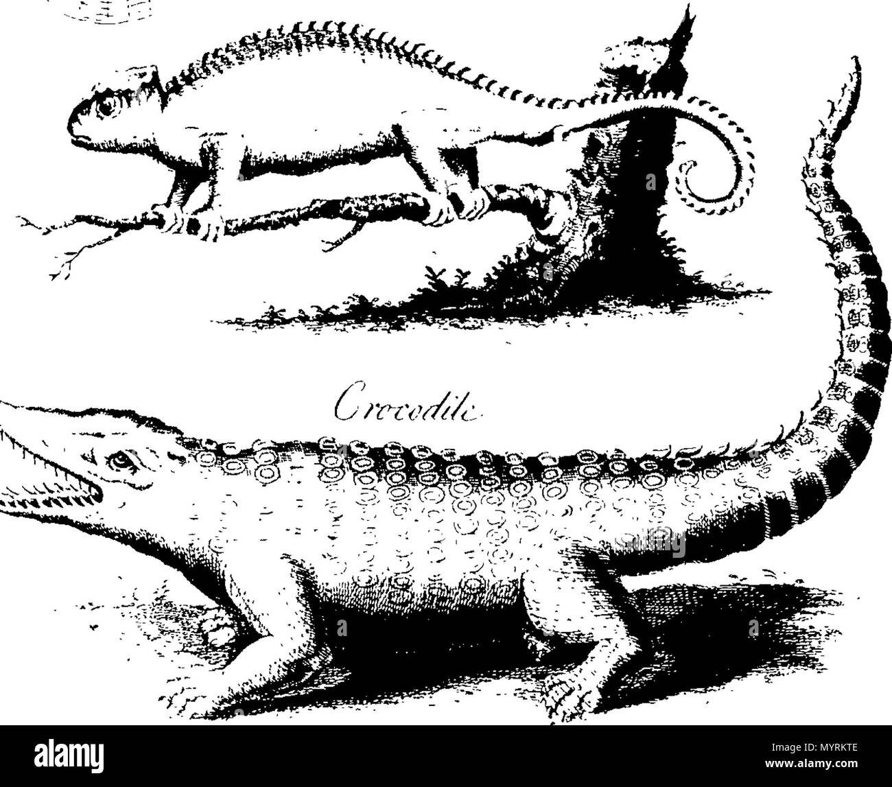 . Anglais : fleuron de livre : Un essai vers une histoire naturelle des serpents : en deux parties. I. La première présente une vue générale des serpents, dans leurs différents aspects ; ... II. La deuxième donne un avis de la plupart des serpents qui sont connus dans les diverses parties du monde ; ... Illustrés par des plaques de cuivre, gravée par les meilleures mains. III. Auquel s'ajoute une troisième partie ; contenant six dissertations ... Par Charles Owen D.D. 328 Un essai vers une histoire naturelle des serpents- en deux parties Fleuron T099397-21 Banque D'Images
