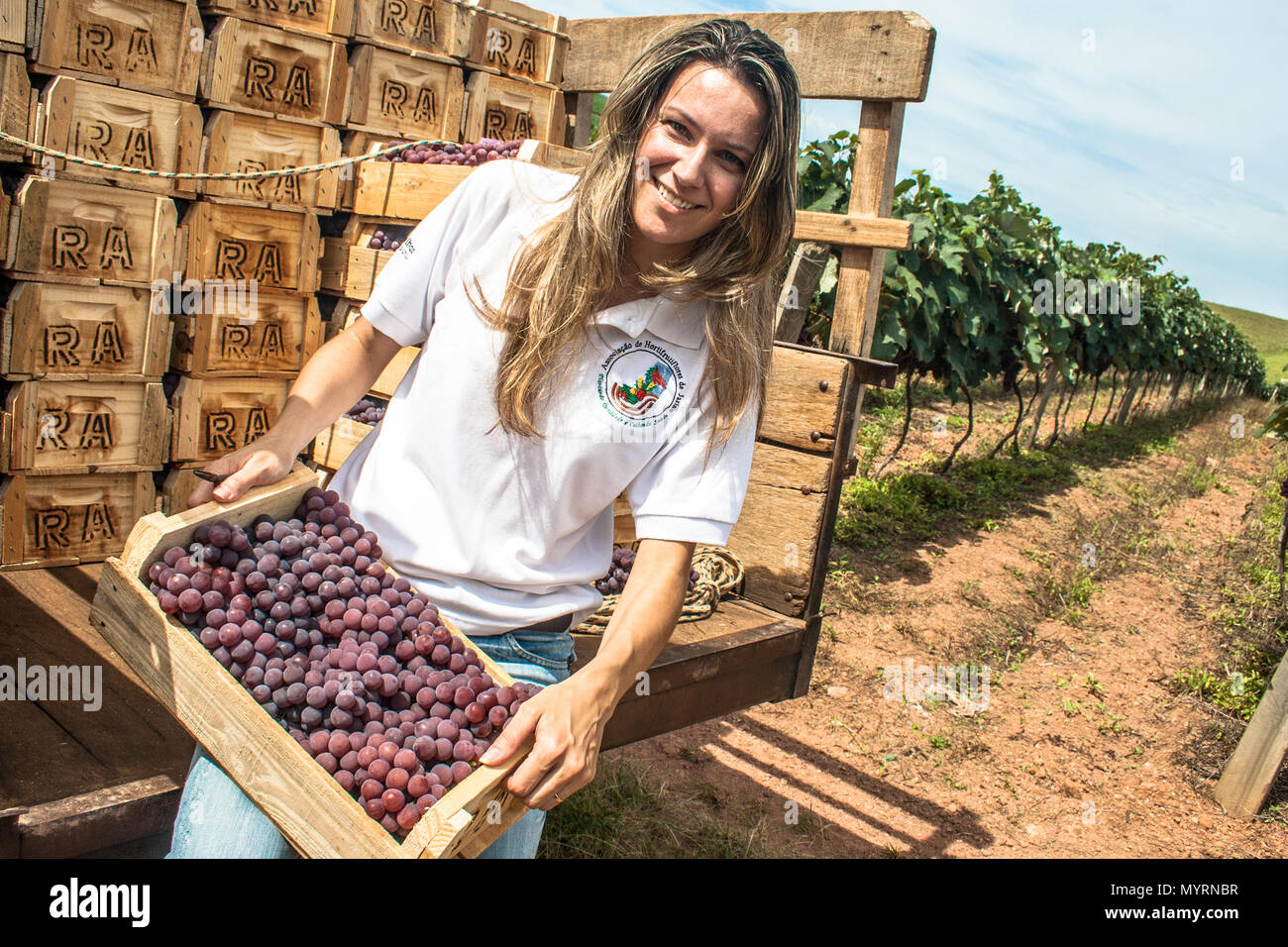 Jarinu, Sao Paulo, Brésil, le 14 décembre 2011. Portrait de femme sur un tracteur chargé avec des caisses en bois avec des raisins récoltés dans un vignoble Banque D'Images