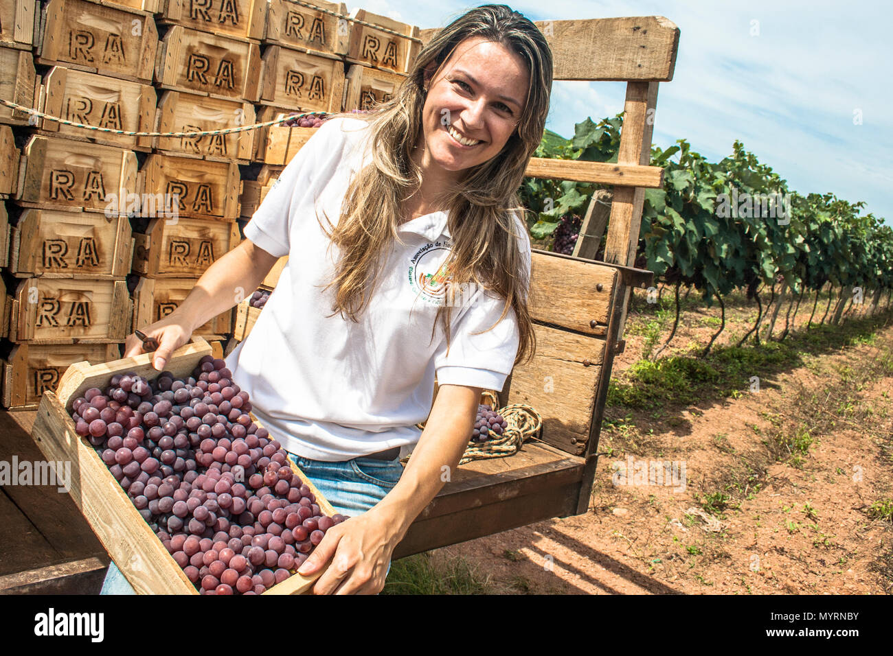 Jarinu, Sao Paulo, Brésil, le 14 décembre 2011. Portrait de femme sur un tracteur chargé avec des caisses en bois avec des raisins récoltés dans un vignoble Banque D'Images