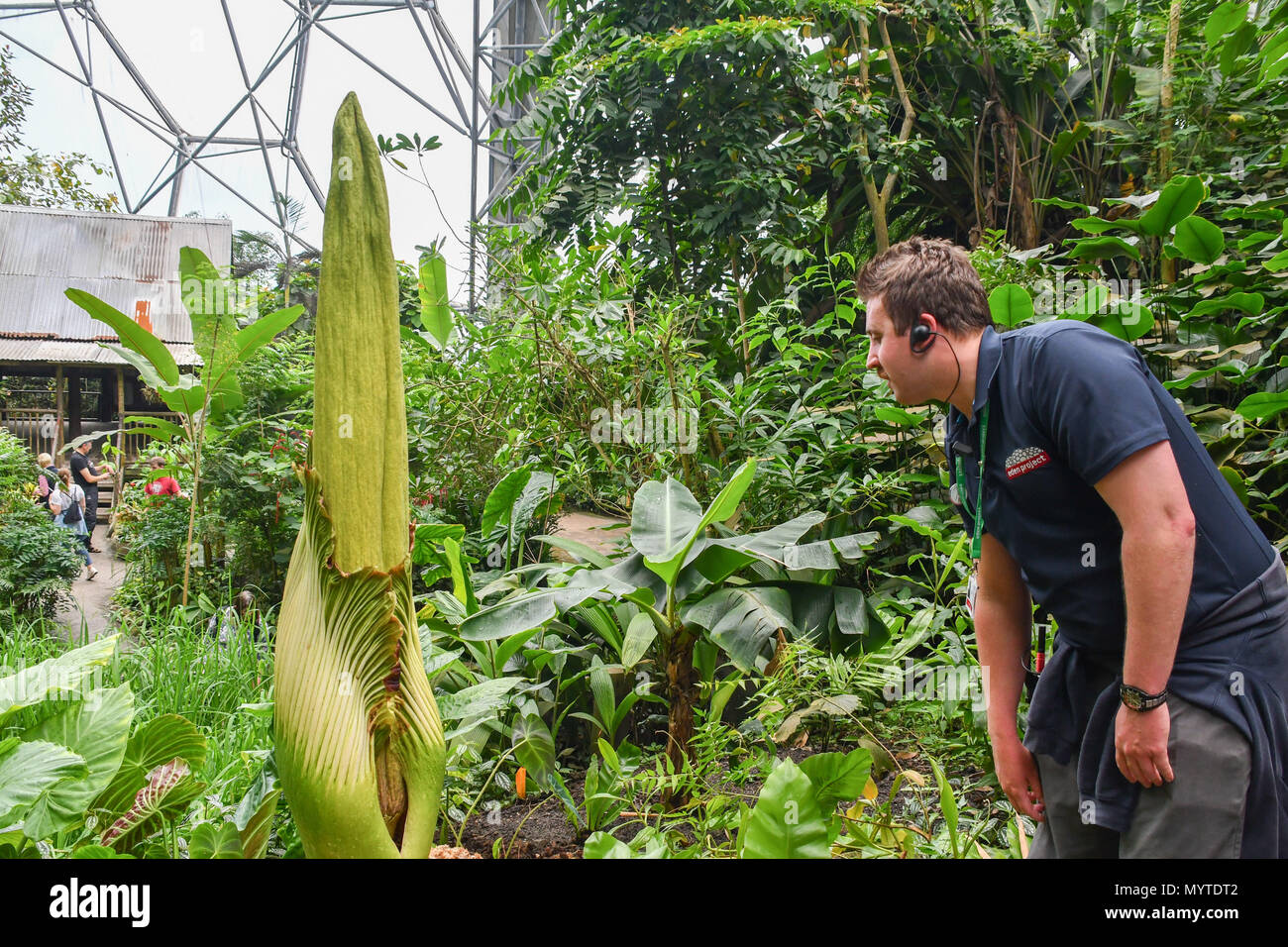 Eden Project, Cornwall, UK. 8 juin 2018. L'Arum Titan, ou des fleurs, prend corps autour de 10 ans pour en arriver à la reproduction. Celui-ci à l'Eden Project est en raison d'ouvrir dans les 12 prochaines heures, et quand il ne dégage une odeur de chair en putréfaction, d'attirer les mouches qui pollinisent. Crédit : Simon Maycock/Alamy Live News Banque D'Images