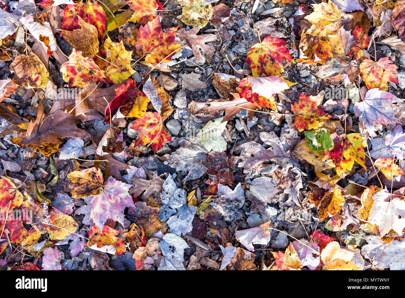 Modèle d'automne tombée marron, orange, rouge, beaucoup de feuilles d'or sur le sol télévision jeter haut Vue vers le bas dans le Harper's Ferry, West Virginia Banque D'Images