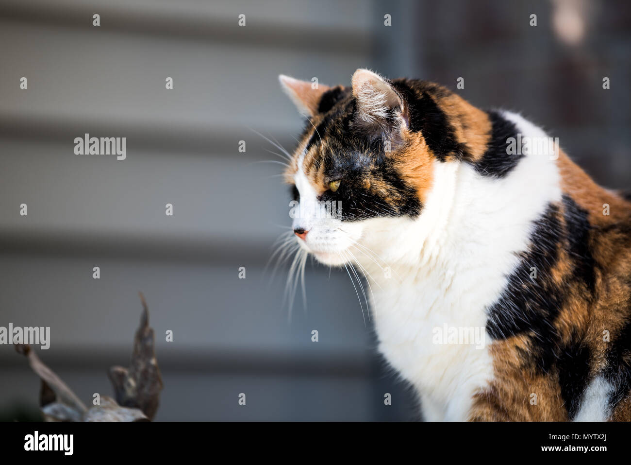 Un Cadre Superieur Signifie En Colere Vieux Chat Calico Profil Cote Face Closeup Assis Dehors Sur Un Cadre Superieur Signifie En Colere Vieux Chat Calico Profil Cote Face Closeup Assis Dehors Sur