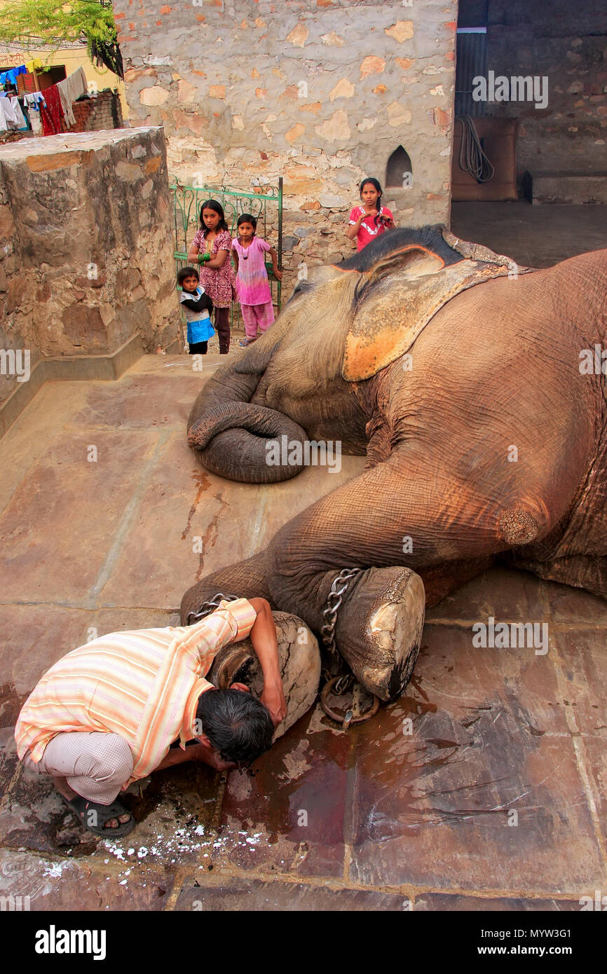 Nettoyage gardien local pied d'éléphant à petits quarts d'éléphant à Jaipur, Rajasthan, Inde. Les éléphants sont utilisés pour des manèges et autres activités touristiques Banque D'Images