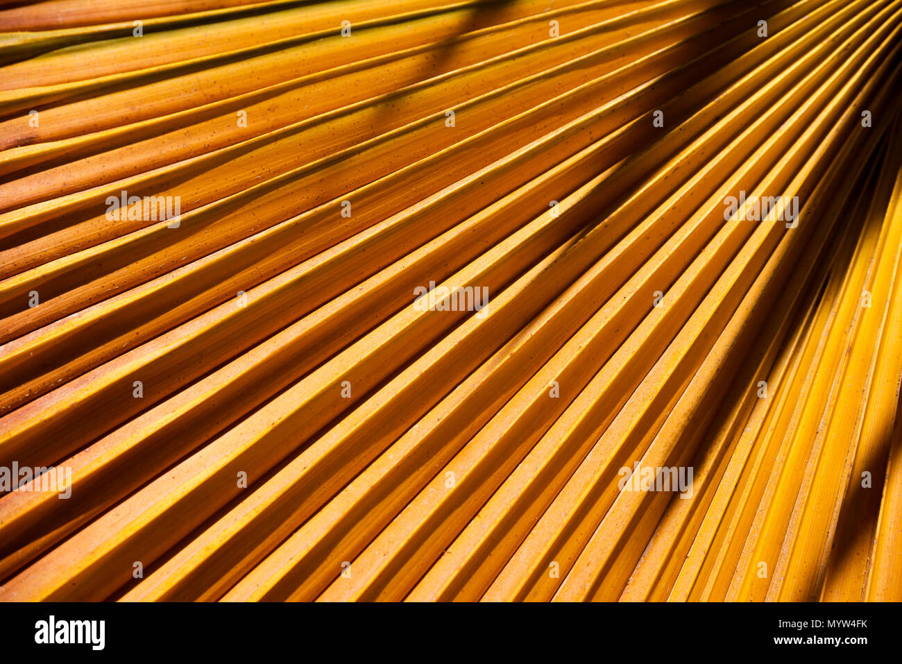 Feuilles de palmier brun jaune Banque de photographies et d’images à