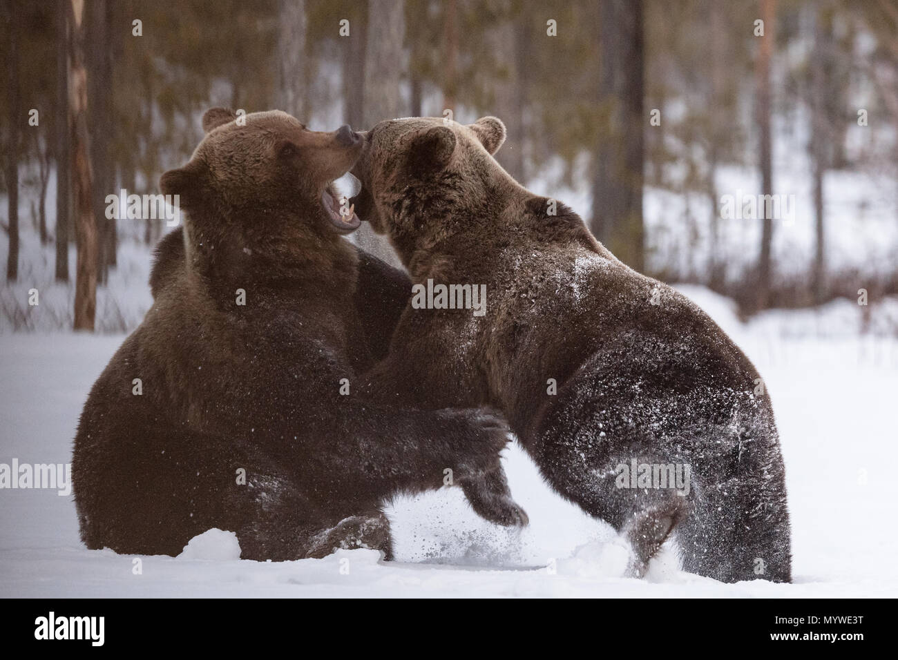 L'ours brun, hommes et femmes en raison d'un combat d'amour discussion Banque D'Images