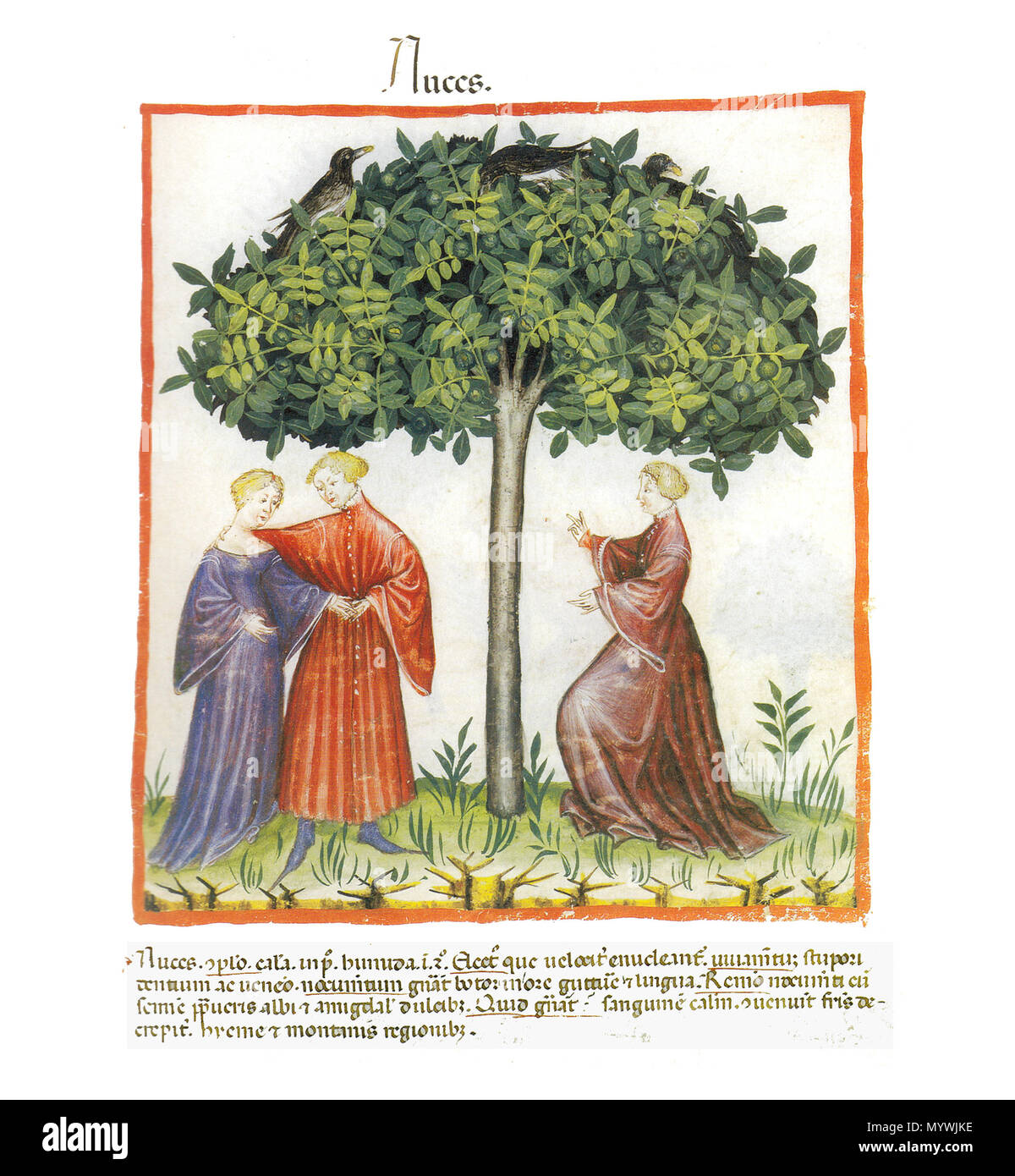 . Deutsch : Nuces (Nüsse). 2011 aus der Fassung des Tacuinum sanitatis Wiener Latina : Juglans regia . 13e siècle. Abdul ibn Butlan inconnu 256 Nuces Banque D'Images