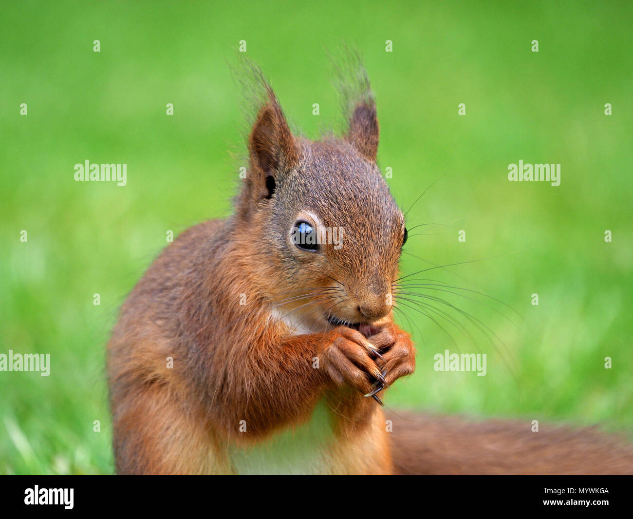 Bébé écureuil rouge eurasiennes ou de l'écureuil roux (Sciurus vulgaris) se nourrissant de graines pour oiseaux renversé en jardin Crosby Ravensworth, Cumbria, Angleterre, Royaume-Uni Banque D'Images