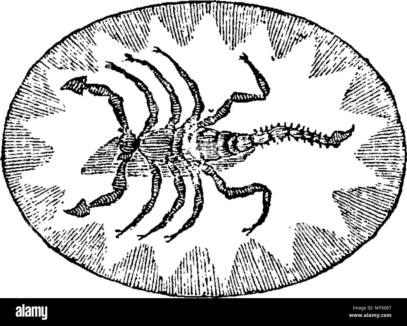 . Anglais : Fleuron du livre : l'astrologie d'Arcandam, ou Livre de la Destinée. Qui fais la méthode de calcul de chaque personne de nativité, -leurs dons naturels et dispositions, l'autorité principale de la vie, Incidents-Mariages,-bon ou mauvais succès,-la chance Point, la chance et la malchance de jours, de la mort, &c. &C. Assez déduit de l'influence des planètes et des étoiles. Avec l'ajout d'phisiognomy. L'Illustre et ornés de coupes élégantes des douze signes du zodiaque, et les représentations des différentes formes sous lesquelles les étoiles elles se composent d'sont éliminés. Traduit de l'anglais de J. Fr. Neveau, comme Banque D'Images