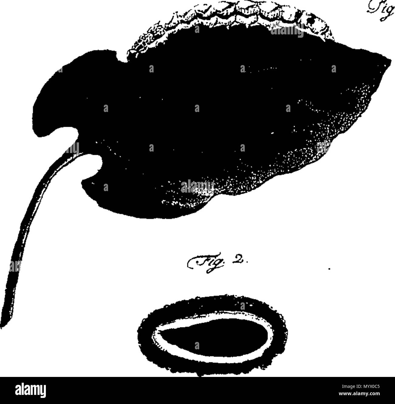 . Anglais : Fleuron du livre : Archives de l'entomologie, contenant l'histoire, ou de déterminer les caractères et les classes d'insectes non encore décrite, imparfaitement connue, ou mal classé. Traduit de l'Allemand de J. C. Fuessly ; avec des notes, et les plaques d'origine, plaques, cinquante-et-un en nombre, de couleur. Qui est ajouté à la traduction française. 374 Archives d'entomologie Fleuron T147227-24 Banque D'Images