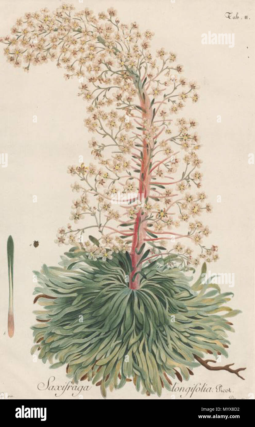 . Anglais : Saxifraga longifolia Lapeyrouse Fl.Pyrénées (1795) . 1795. Phiippe Picot de Lapeyrouse (1744 - 1818) 19 CaptureSaxifragalongifoliaLapeyrouseFLoredesPyreneesT2 Banque D'Images