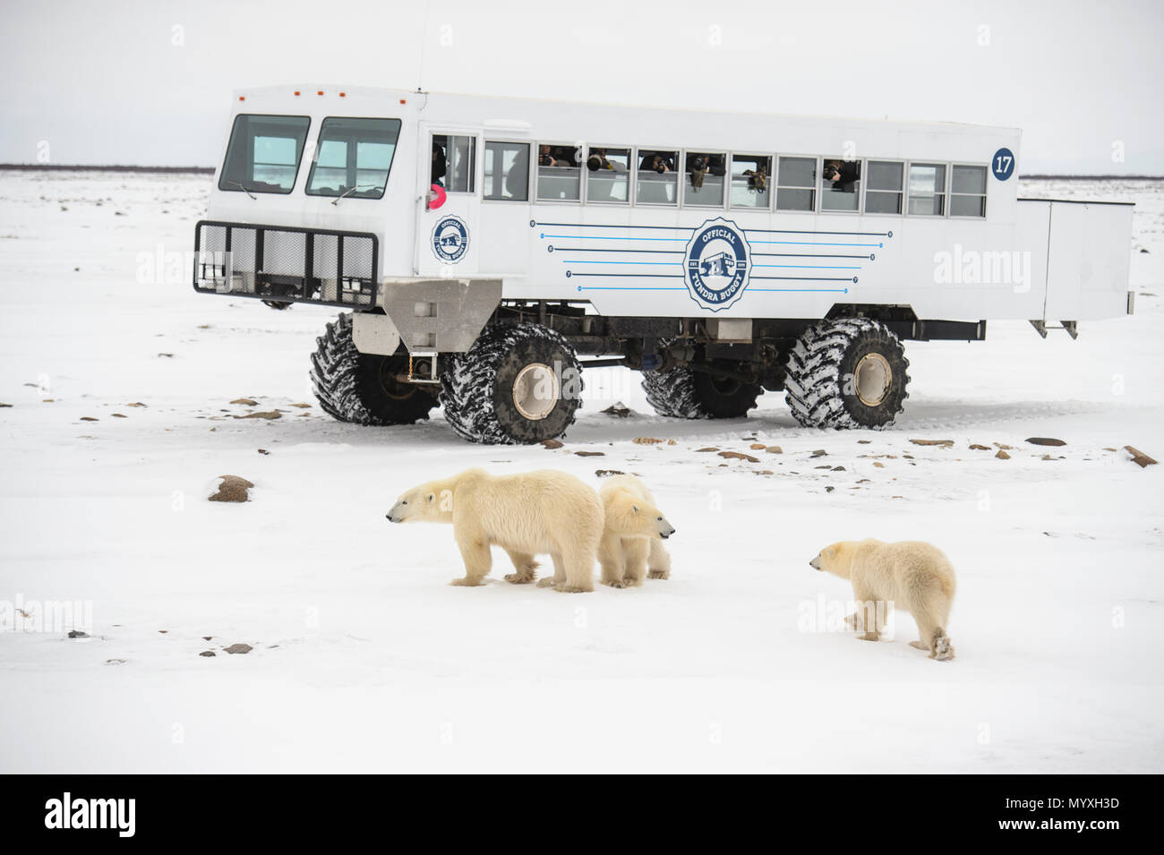 L'ours polaire (Ursus maritimus) Les individus attirés par Frontiers North  Cape Churchill Tundra Buggy, Parc National de Wapusk, Manitoba, Canada  Photo Stock - Alamy