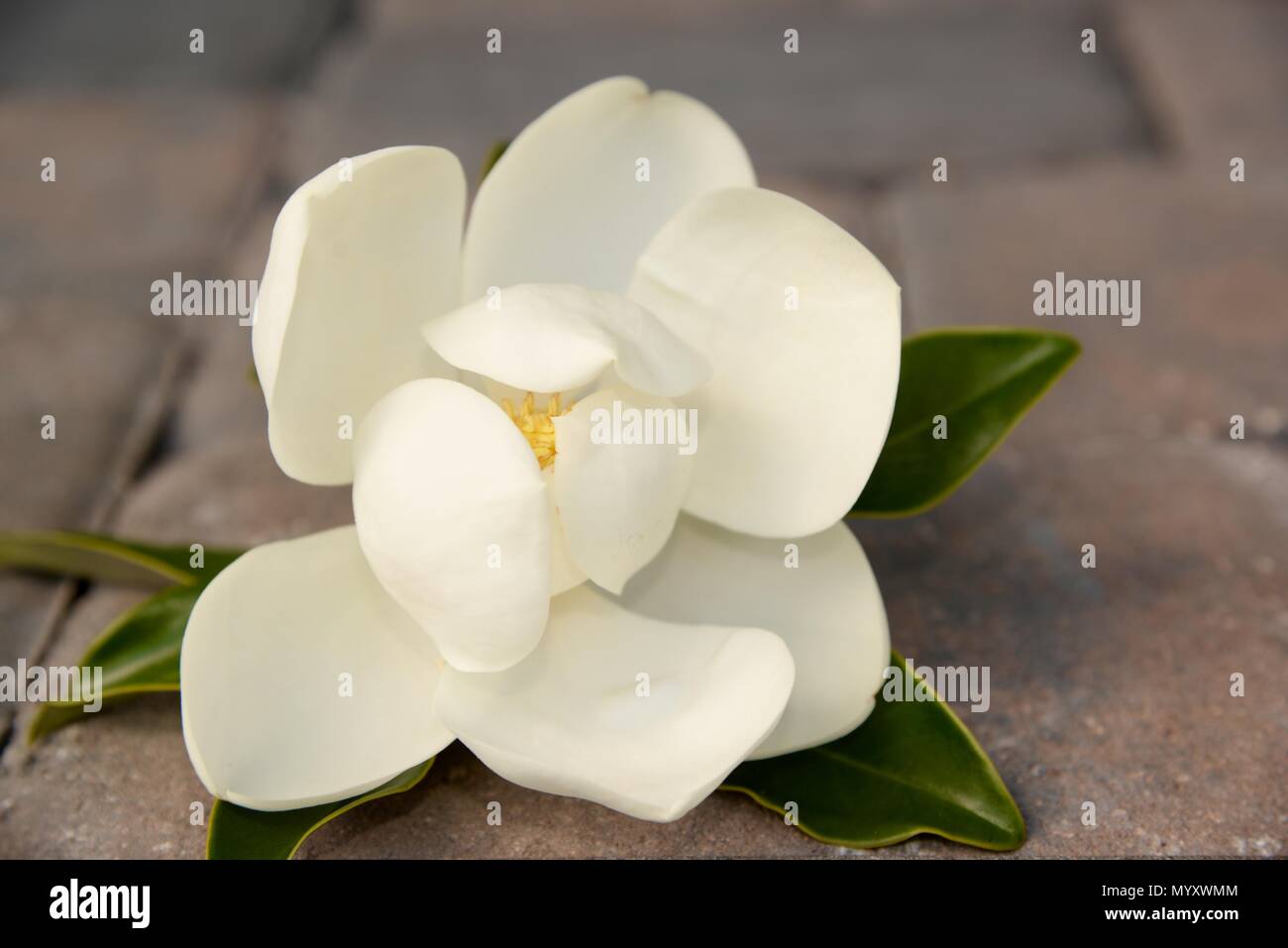 Une fleur de magnolia blanche unique qui représente l'amour pour la nature, la noblesse, la persévérance et la dignité. Banque D'Images