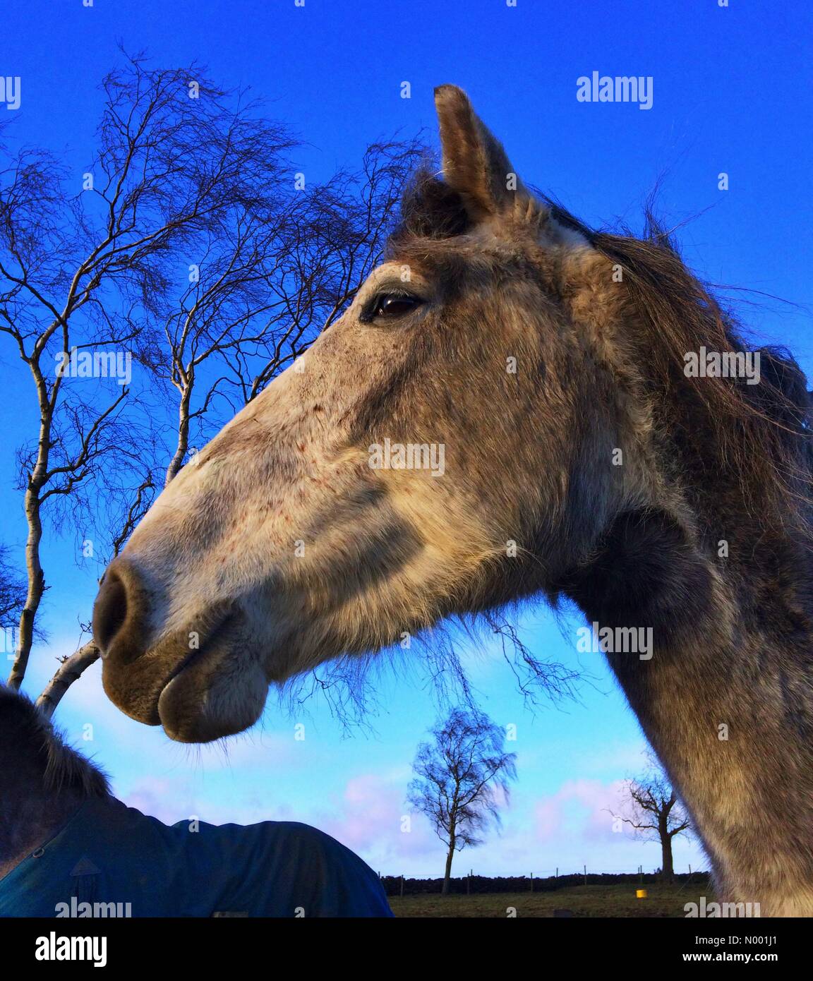 Après deux jours d'hiver en mars chevaux profiter du soleil du printemps dans le Yorkshire. Banque D'Images
