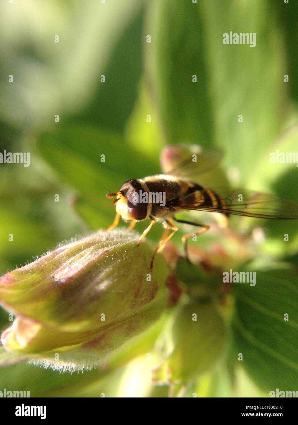 Hover fly jouit de la première chaleur du soleil de la semaine, pris à Londres le 15 mai 2015. Banque D'Images